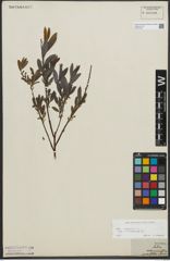 Foto von Salix repens subsp. incubacea (L.) A. Neumann